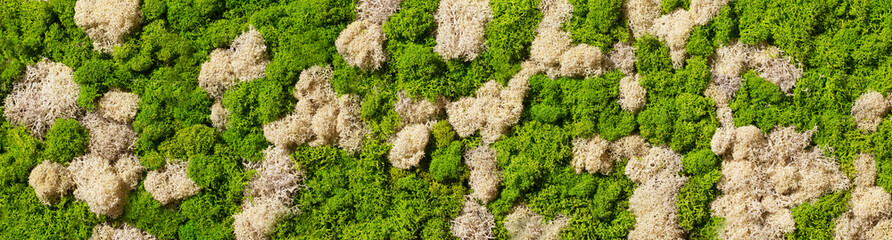 texture of green moss on the wall in the form of a picture,background for design,