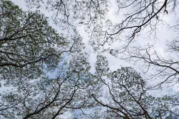 Sky view from the hidden forest
