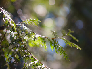 Schonbrunner Schloss Park is located around one of the most beautiful residences not only in Vienna, but in all of Austria. sunlight in the park during watering