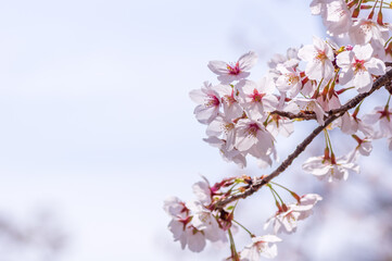 新春の桜の花