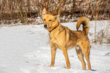 Portrait of a dog in winter nature. A dog on a walk in winter.