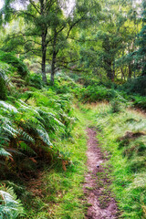 Obraz premium Walking trail from Strathtay to Pitlocry, Scotland, United Kingdom