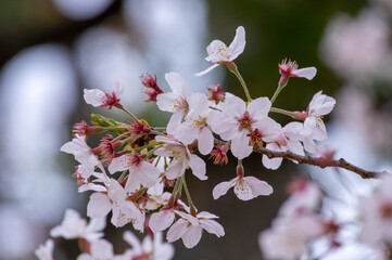 散りはじめの桜