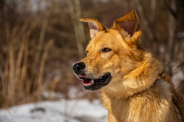 Portrait of a dog in winter nature. A dog on a walk in winter.