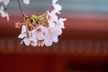 境内に咲く春の桜