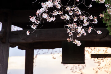 夕方の桜と鐘のシルエット