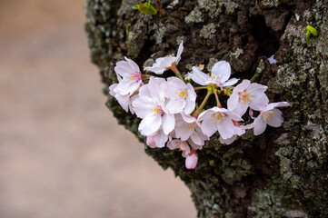 幹から咲く桜の花