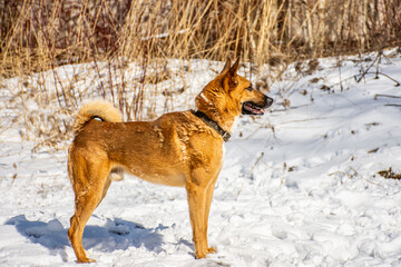 Portrait of a dog in winter nature. A dog on a walk in winter.