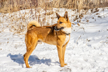 Portrait of a dog in winter nature. A dog on a walk in winter.