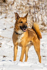 Fototapeta na wymiar Portrait of a dog in winter nature. A dog on a walk in winter.