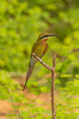 European bee-eater ( Merops apiaster ) is sitting on a twig