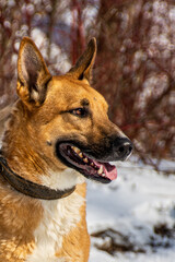 Portrait of a dog in winter nature. A dog on a walk in winter.
