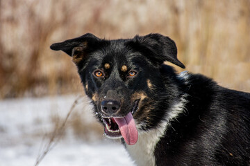 portrait of a dog. A stray dog. A mongrel dog. a dog on a walk in winter. Black Dog