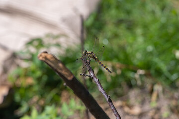 Macro close up shot of dragonly in nature summer time