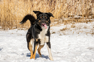 portrait of a dog. A stray dog. A mongrel dog. a dog on a walk in winter. Black Dog