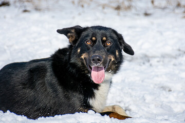 portrait of a dog. A stray dog. A mongrel dog. a dog on a walk in winter. Black Dog