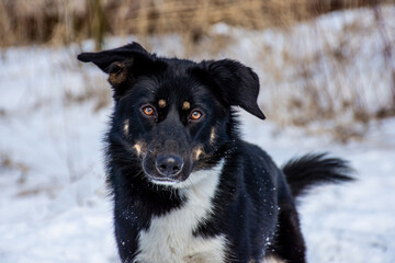 portrait of a dog. A stray dog. A mongrel dog. a dog on a walk in winter. Black Dog