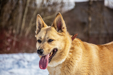portrait of a dog. A stray dog. A mongrel dog. a dog on a walk in winter.