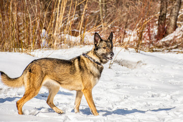 Fototapeta na wymiar portrait of a dog. A stray dog. A mongrel dog. a dog on a walk in winter.