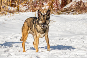 portrait of a dog. A stray dog. A mongrel dog. a dog on a walk in winter.
