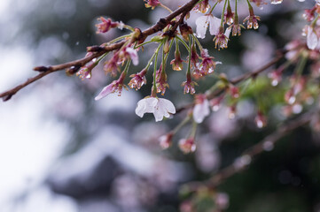 雨の中の花びらが落ちた桜の花