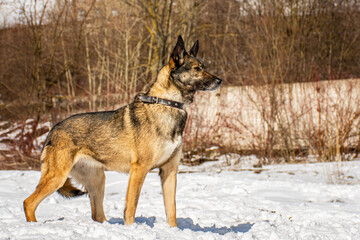 portrait of a dog. A stray dog. A mongrel dog. a dog on a walk in winter.