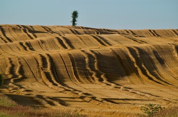 Obraz premium Tomorrow's Field