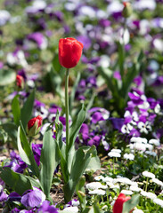 Bright tulip flowers, spring nature.