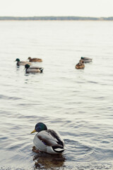 Close up raft of ducks floating together concept photo. Waterfowl habitat. Front view photography with blurred background. High quality picture for wallpaper, travel blog, magazine, article