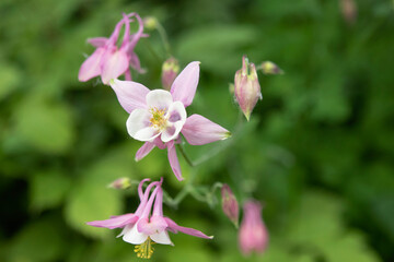 Fototapeta na wymiar aquilegia flowers in the garden in summer