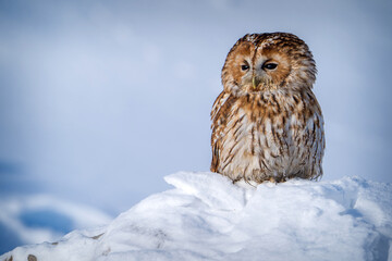 tawny owl in nature in winter - 570181229