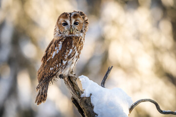 tawny owl in nature in winter - 570181243