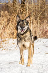 portrait of a dog. A stray dog. A mongrel dog. a dog on a walk in winter.