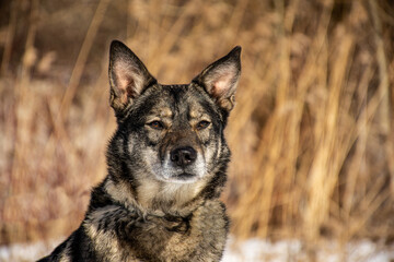 portrait of a dog. A stray dog. A mongrel dog. a dog on a walk in winter.