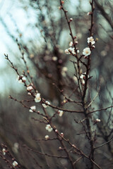 Close up cherry blossom buds on branches concept photo. Flowering twigs in early spring. Photography with blurred background. High quality picture for wallpaper, travel blog, magazine, article