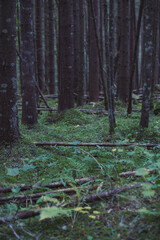 Trees with lichens and moss ground cover landscape photo. Beautiful nature scenery photography with blur background. Idyllic scene. High quality picture for wallpaper, travel blog, magazine, article