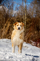portrait of a dog. A stray dog. A mongrel dog. a dog on a walk in winter.