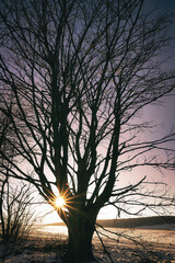 Baum in der Abendsonne
