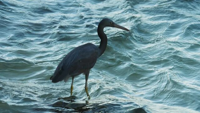 Gray heron on the seashore of Phuket island. Bird hunting for fish