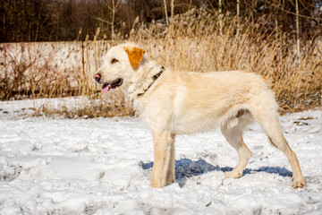portrait of a dog. A stray dog. A mongrel dog. a dog on a walk in winter.