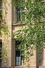 Window on the historical building facade and tree branch with green leaves. Selective focus.