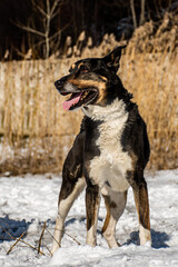 portrait of a dog. A stray dog. A mongrel dog. a dog on a walk in winter. Black Dog