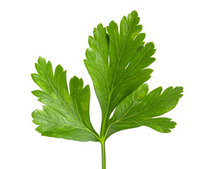 Cilantro leaf isolated on white background. Fresh sriprava greens for food close-up. - obrazy, fototapety, plakaty