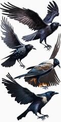 Birds mix flying Common Ravens (Corvus corax) isolated on white background. Halloween mix five birds. Generative AI
