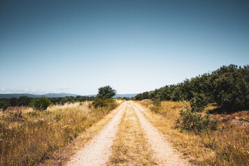dirt road in the middle of the field with pine trees against blue sky