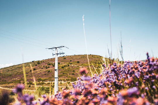 electric pole in the middle of the field with purple flowers