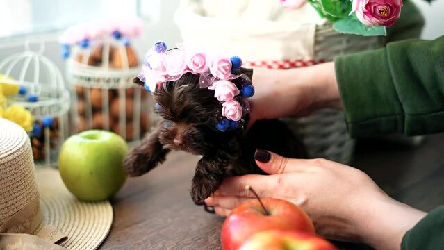 Caucasian girl picks up and strokes cute fluffy chocolate Yorkshire terrier puppy, puppy's head has beautiful decorative decoration in faux pink flowers