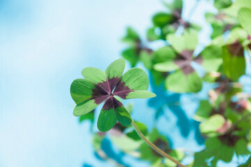 Four leafed clover, close up