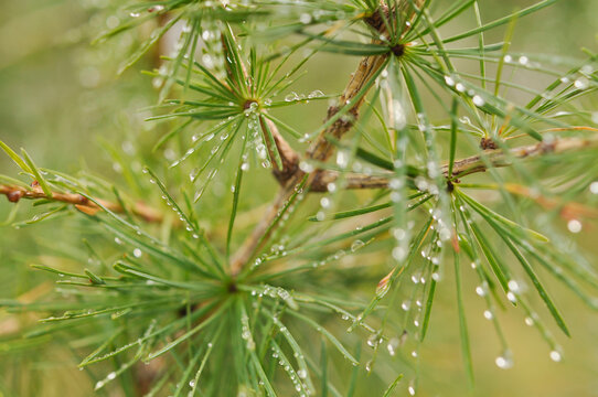 Dewdrops on larix decidua, Salzburger Land, Austria