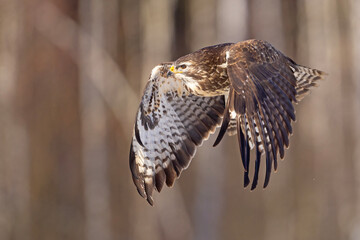 Myszołów (Buteo buteo)